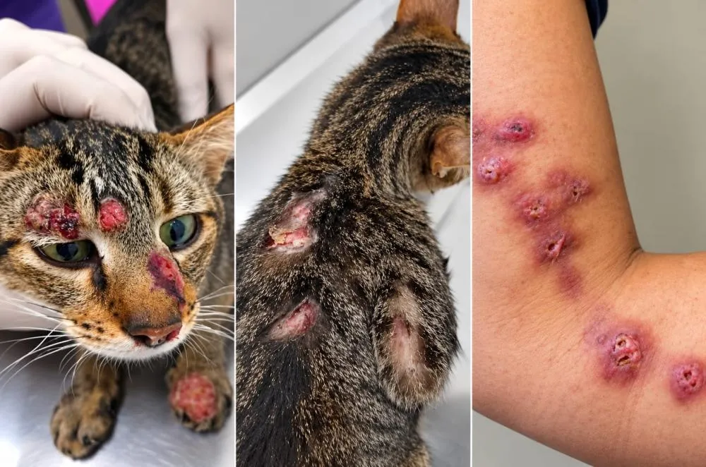 Você conhece a esporotricose? “Doença do gato” pode ser transmitida aos humanos e causar complicações